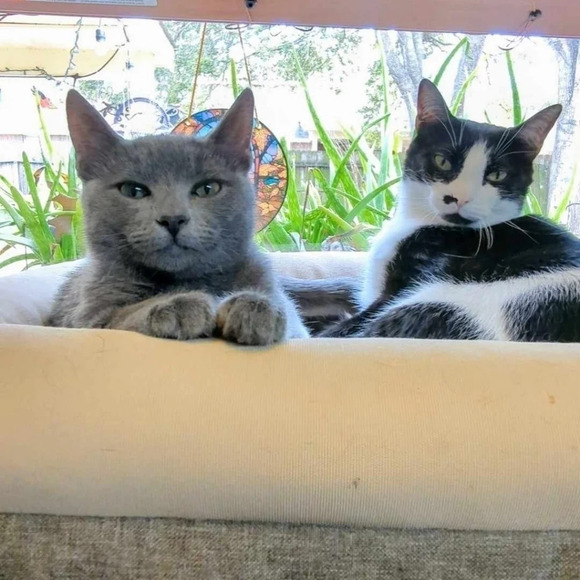 Wooden hand carved cat statue figurine kitty light brown wood color - Picture 6 of 6